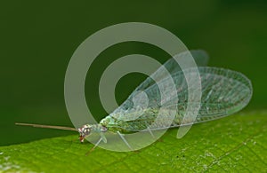 Lacewing