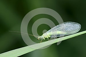 Lacewing