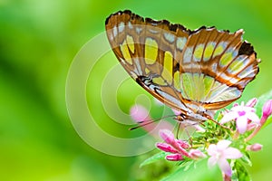 The Lacewing Buterfly