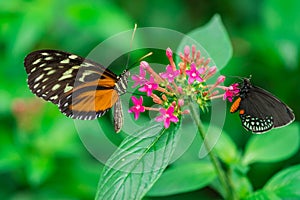 Lacewing butterflies on a purple flower