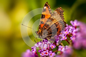 Lacewing butterflies on a purple flower