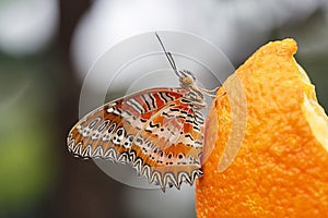 Lacewing Butterfly