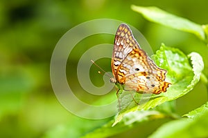 The Lacewing Butterfly