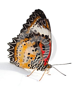 Lacewing Butterfly