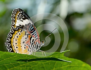 Lacewing butterfly.