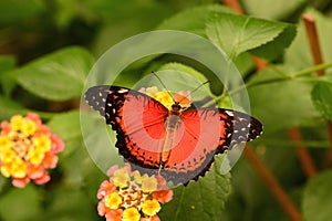 Lacewing butterfly