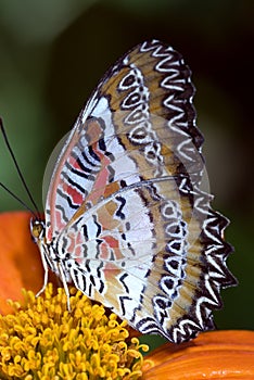 Lacewing Butterfly