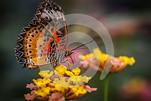 Lacewing butterfly on a flower