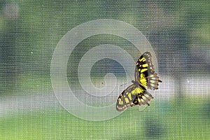 Lacewing butterfly on a net