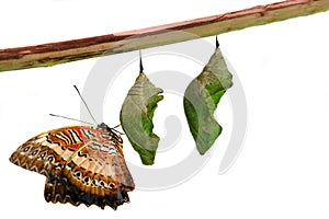 Lacewing Butterfly on Pupae over white