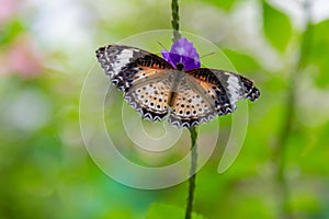Lacewing butterfly on a purple flower