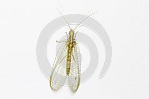 Lacewing (Chrysoperla carnea)