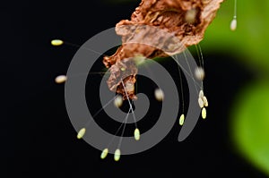 Lacewing eggs