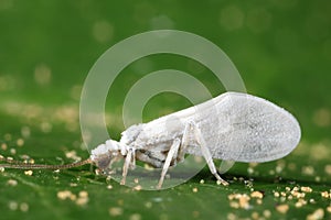 Lacewing female