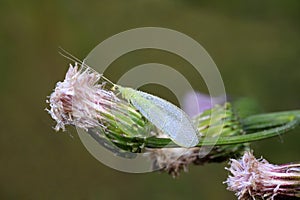 Lacewing flies