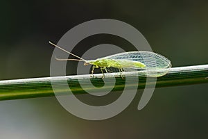 Lacewing fly