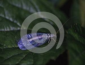 Lacewing on green leaf