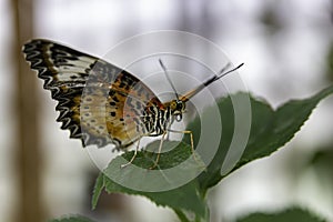 Lacewing heliconiine butterfly sitting on a leaf