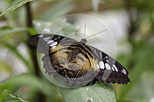 Lacewing heliconiine butterfly sitting on a leaf