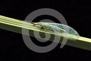 Lacewing at night