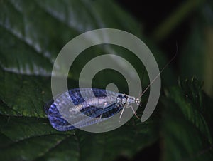 Lacewing sits on green leaf