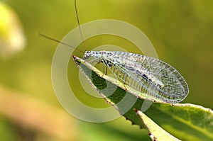 Lacewings on leaf