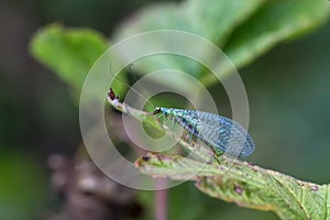 Lacewings