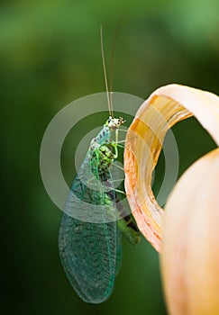 Lacewings resting