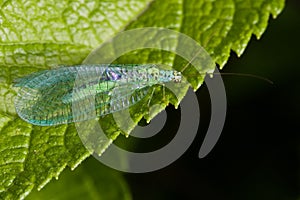 Lacewings sitting