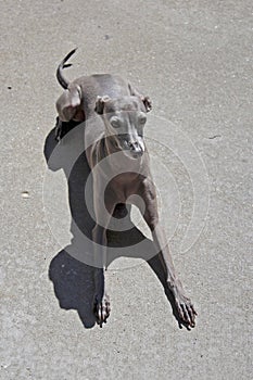 Lacey the Miniature Greyhound