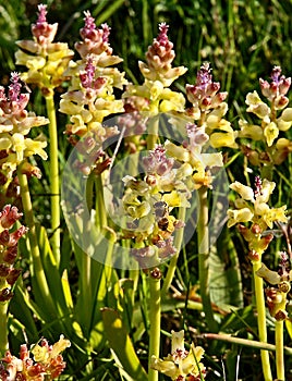 Lachenalia pallida with a bee
