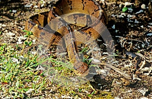 Lachesis muta, also known as the Southern American bushmaster