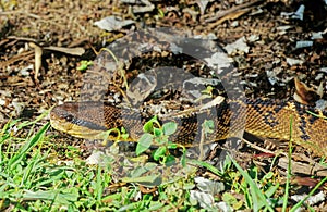Lachesis muta, also known as the Southern American bushmaster