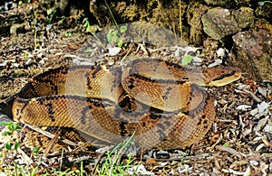 Lachesis muta, also known as the Southern American bushmaster photo