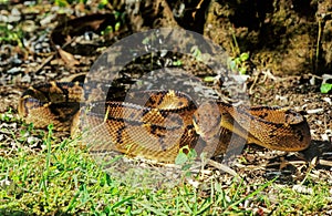 Lachesis muta, also known as the Southern American bushmaster photo