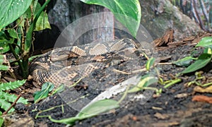 Lachesis muta snake, aka Southern American bushmaster, found in South America photo
