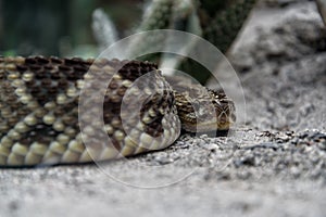 Lachesis pit viper