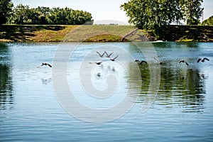 The Lachine Rapids, Canada, Quebec