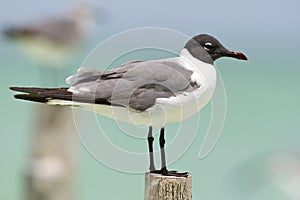 Lachmeeuw, Laughing Gull, Larus atricilla