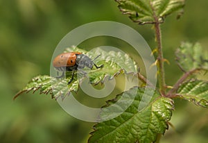 Lachnaia Leaf Beetle on Blackberry bush