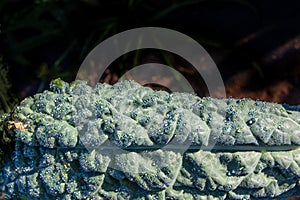 Lacinato dinosaur kale with early morning dew drops refracting sunlight, copy space, organic farming gardening