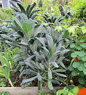 Lacinato kale, garlic and Nasturtium plants growing in garden.