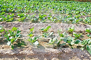 Lacinato Kale grown in the field