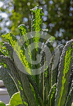 Lacinato kale a popular vegetable