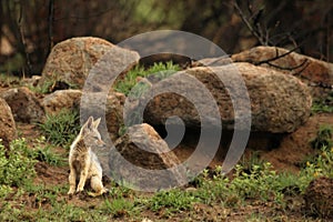 Lack-backed jackal Canis mesomelas puppy awaiting for mother