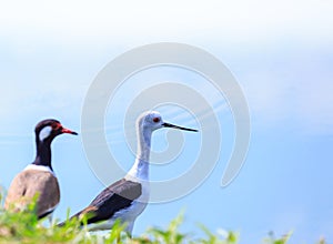 LACK-WINGED STILT and red-wattled lapwing