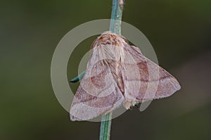 Lackey moth on a bent