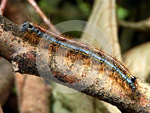 Lackey Moth Caterpillar