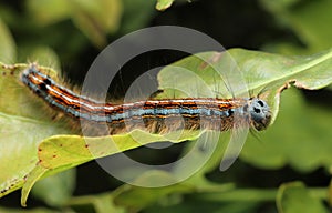 Lackey Moth caterpillar