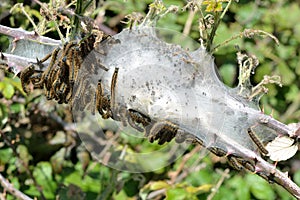 Lackey moth caterpillers (Malacosoma neustria)